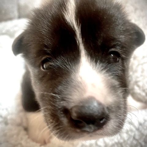 2 femelles chien d'ours de carelie lof