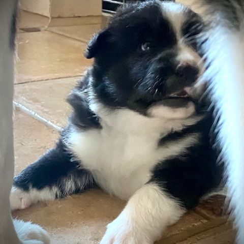 Jolie femelle chien d'ours de carelie lof #1