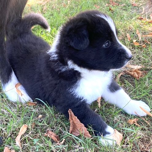Jolie femelle chien d'ours de carelie lof #4