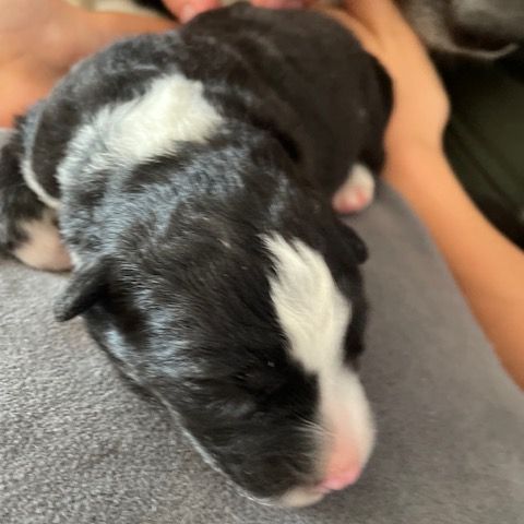 2 femelles chien d'ours de carelie lof #2