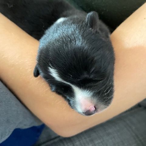 2 femelles chien d'ours de carelie lof #3