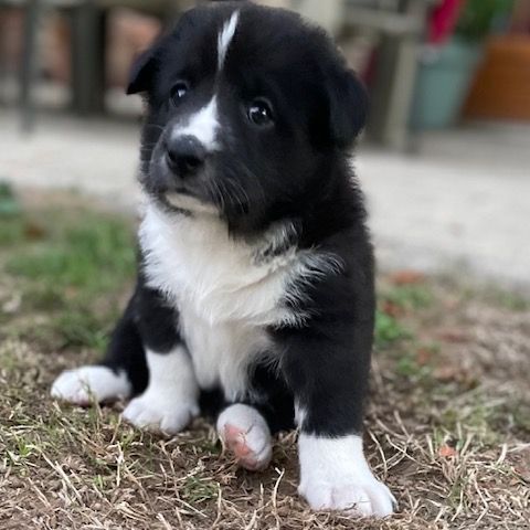 Jolie femelle chien d'ours de carelie lof