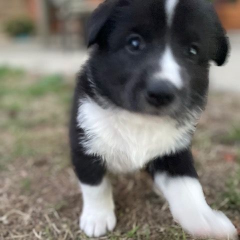Jolie femelle chien d'ours de carelie lof #6
