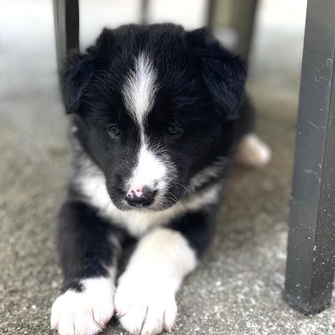 Jolie femelle chien d'ours de carelie lof #7