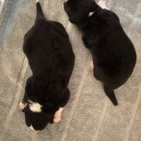 2 femelles chien d'ours de carelie lof