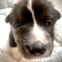 2 femelles chien d'ours de carelie lof