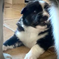 Jolie femelle chien d'ours de carelie lof #1