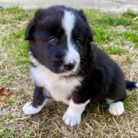 Jolie femelle chien d'ours de carelie lof #2