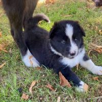 Jolie femelle chien d'ours de carelie lof #3