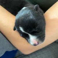 2 femelles chien d'ours de carelie lof #3