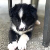 Jolie femelle chien d'ours de carelie lof #7