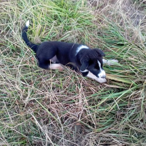 Chiot border collie #1