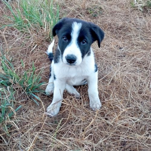 Chiot border collie