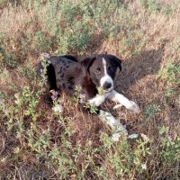 Chiot border collie #2