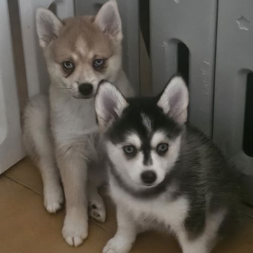 Chiots pomsky f4 mini