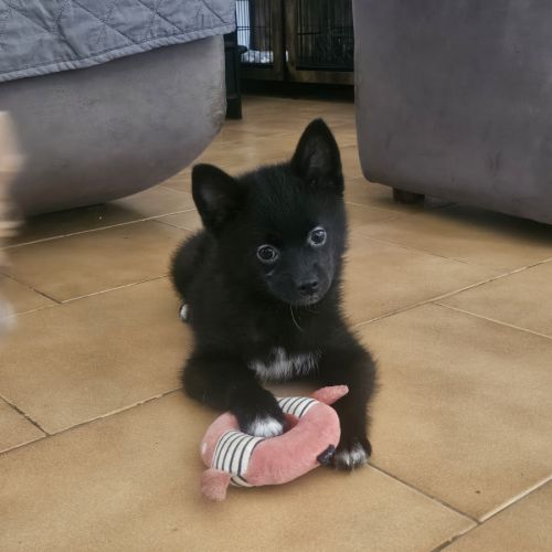 Chiots pomsky f4 mini #2