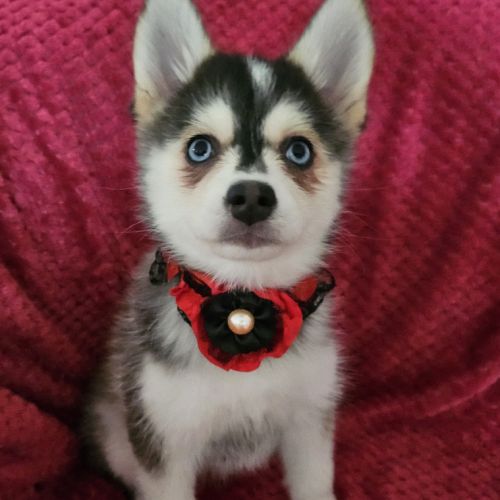 Chiots pomsky f4 mini #8