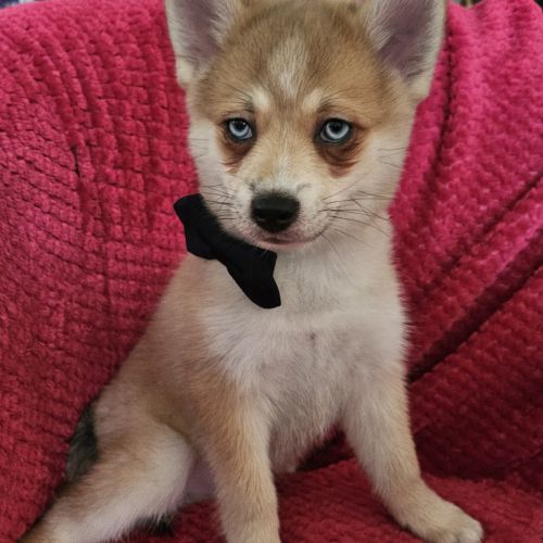 Chiots pomsky f4 mini #9