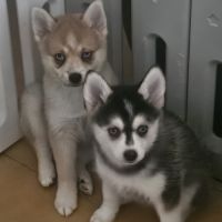 Chiots pomsky f4 mini #0