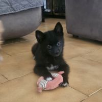 Chiots pomsky f4 mini #2