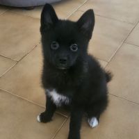 Chiots pomsky f4 mini #3