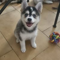 Chiots pomsky f4 mini #4