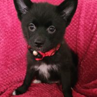 Chiots pomsky f4 mini #5