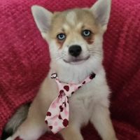 Chiots pomsky f4 mini #6