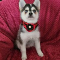 Chiots pomsky f4 mini #7