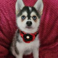 Chiots pomsky f4 mini #8