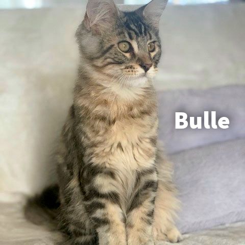 Vends chatons maine coon  