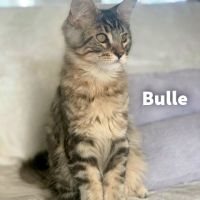 Vends chatons maine coon  