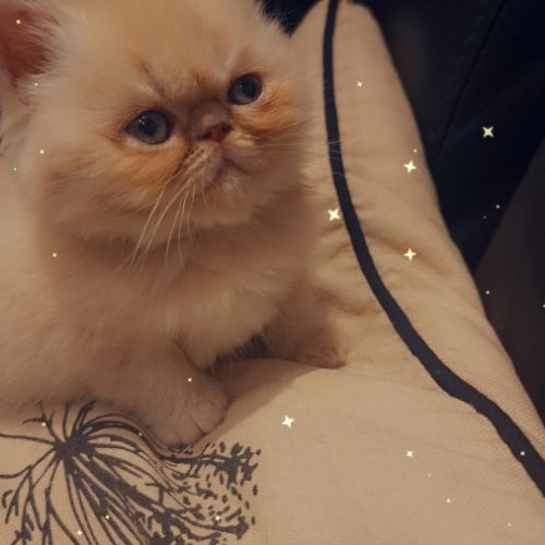 Chaton persan #0