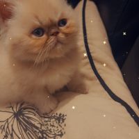 Chaton persan