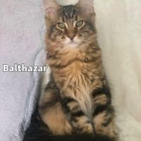 Vends chaton maine coon 