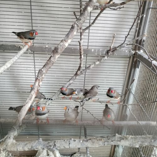 15 diamants mandarin avec volière
