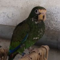 Pione senilis