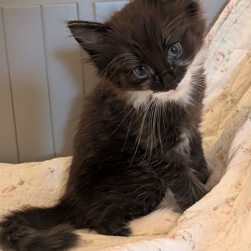 1 magnifique chaton norvégien mâle à réserver #1
