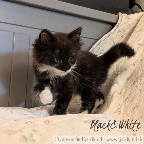 1 magnifique chaton norvégien mâle à réserver #5