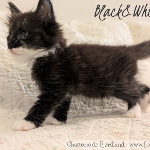 1 magnifique chaton norvégien mâle à réserver #7