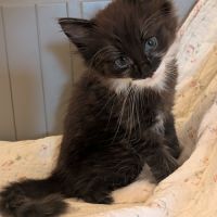 1 magnifique chaton norvégien mâle à réserver #1