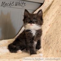 1 magnifique chaton norvégien mâle à réserver
