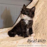 1 magnifique chaton norvégien mâle à réserver #3