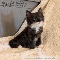 1 magnifique chaton norvégien mâle à réserver #4