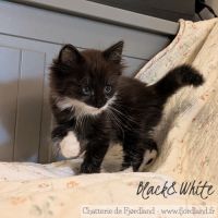 1 magnifique chaton norvégien mâle à réserver #5