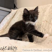 1 magnifique chaton norvégien mâle à réserver #6