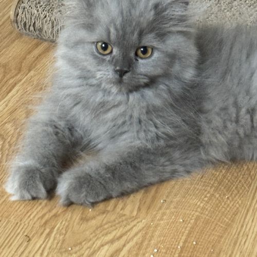 Chaton, british shorhair et long hair #2