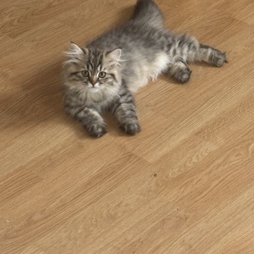 Chaton, british shorhair et long hair #0