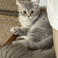 Chaton, british shorhair et long hair #1