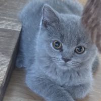 Chaton, british shorhair et long hair #3